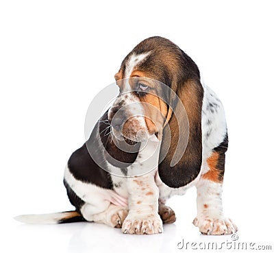 Young basset hound puppy looking away. isolated on white Stock Photo