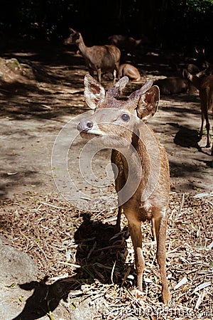 A Young Bawean Deer Waiting for Food Editorial Stock Photo