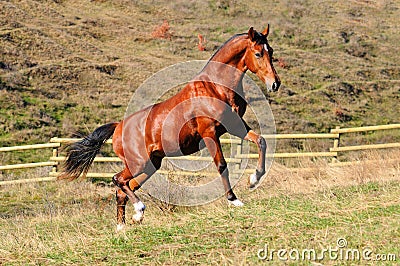 Young bay stallion in paddock Stock Photo