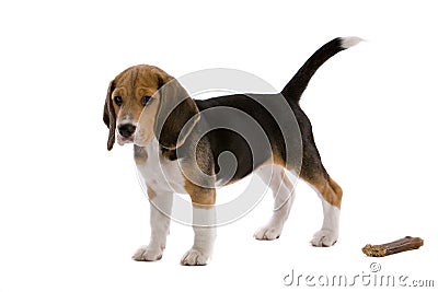 Young beagle with bone Stock Photo