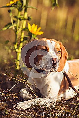 A Young Beagle Dog In The Nature Stock Photo