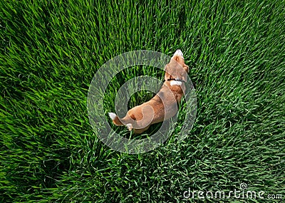 Young beagle dog walking by the path leading in green high grass top view aerial image Stock Photo