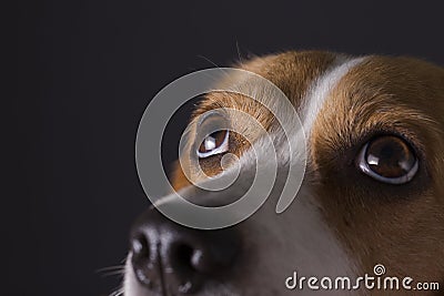 Young beagle looking up. Stock Photo