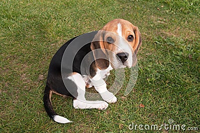 Young Beagle Puppy Stock Photo