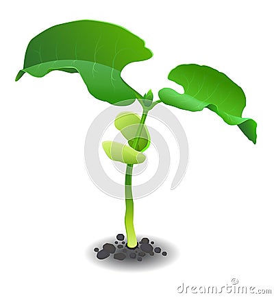 Young bean sprout Vector Illustration