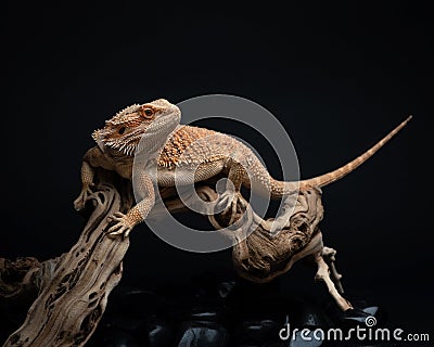 Bearded dragon sits on branch on dark background. Exotic pet in studio. Lizard climbs on snag and looks aside Stock Photo