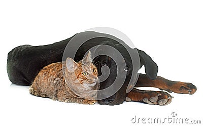 Young beauceron and cat in studio Stock Photo