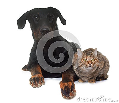 Young beauceron and cat in studio Stock Photo