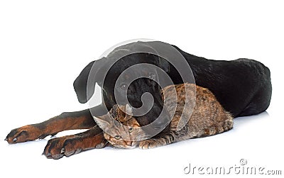 Young beauceron and cat in studio Stock Photo