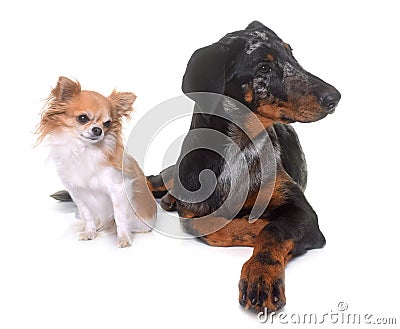 Young beauceron and chihuahua Stock Photo