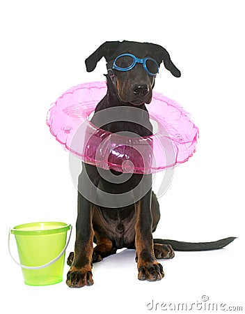 Young beauceron dog in holidays Stock Photo