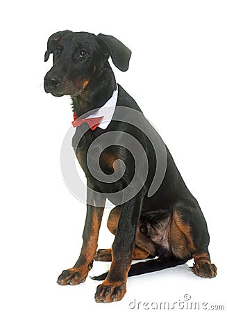 Young beauceron in studio Stock Photo