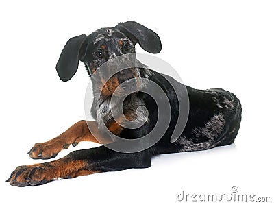 Young beauceron in studio Stock Photo