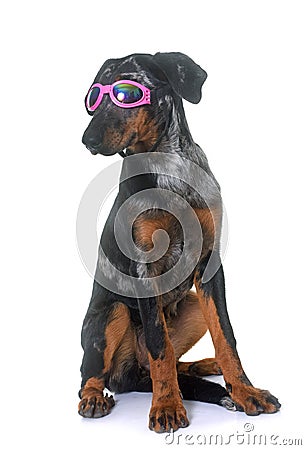 Young beauceron in studio Stock Photo