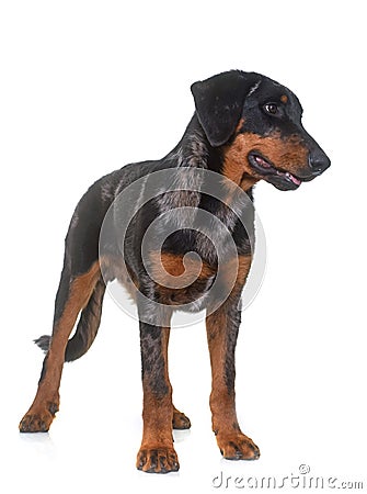 Young beauceron in studio Stock Photo