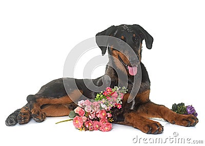 Young beauceron in studio Stock Photo