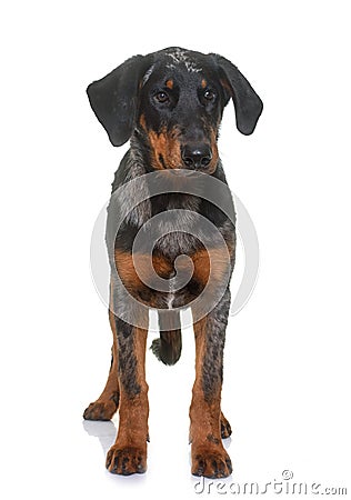 Young beauceron in studio Stock Photo