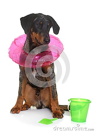 Young beauceron in summer Stock Photo