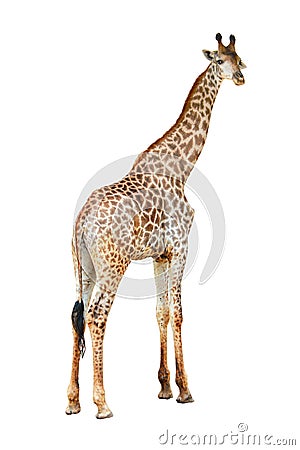 Young beautiful close up giraffe Africa animal isolate stand on white background in zoo with full cutout length Stock Photo