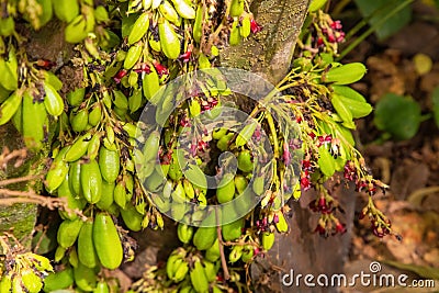 Young beautiful fresh averrhoa bilimbi cucumber tree sour taste used for cooking,groing in Sri Lanka. Close-up fruit plant tree Stock Photo