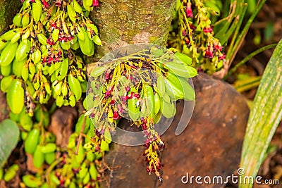 Young beautiful fresh averrhoa bilimbi cucumber tree sour taste used for cooking,groing in Sri Lanka. Close-up fruit plant tree Stock Photo