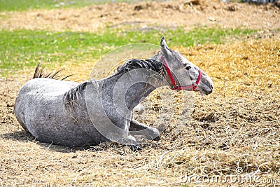 Young beautiful grey horse lying on a hay at countryside Stock Photo