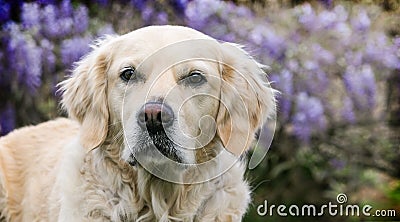Head Shot of golden retreiver dog in front of wisteria vines Stock Photo