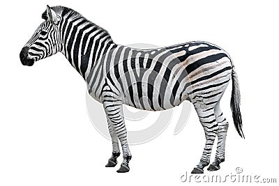 Young beautiful zebra isolated on white background. Zebra close up. Zebra cutout full length. Stock Photo