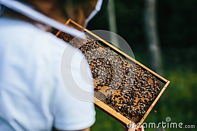 Young beekeeper inspecting beehive frame detal. Close to the forrest Stock Photo