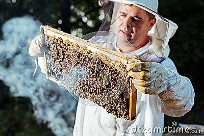 Beekeeper inspecting honeycomb frame at apiary at the summer day. Stock Photo