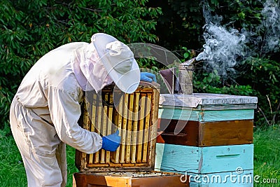 Young beekeeper working in the apiary. Beekeeping concept. Beekeeper harvesting honey. Stock Photo