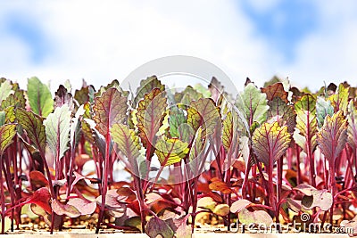 Young beet leaves for baby salad Stock Photo