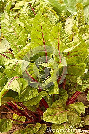 Young beetroot leaves Stock Photo