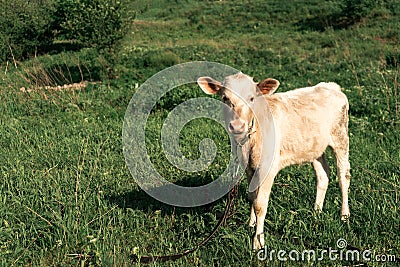 Young beige calf grazing in a green meadow Stock Photo