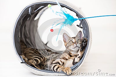 Young bengal cat playing in a tunnel Stock Photo