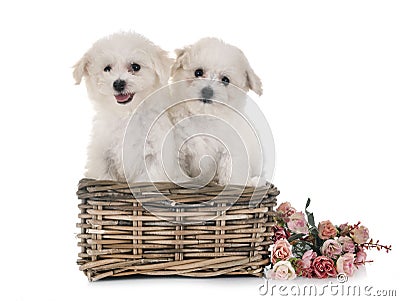 Bichon Frises in studio Stock Photo