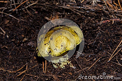 Young big mushroom Tricholoma equestre closeup. Stock Photo