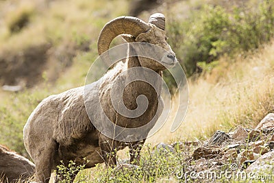 Young bighorn ram Stock Photo