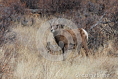 Young Bighorn Sheep Stock Photo