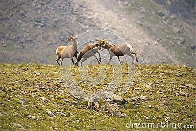 Young Bighorn Sheep butting heads on a mountainside in Colorado Stock Photo