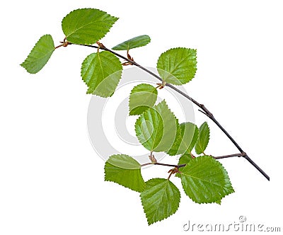 Young birch branches Stock Photo