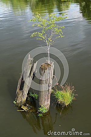 The young birch grows on old wooden Stock Photo