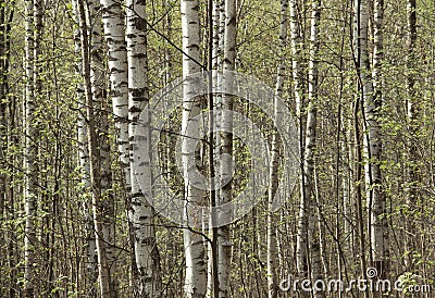 Young birches in the grove in spring Stock Photo
