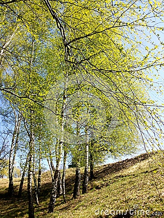 Young birches in spring, in may. Stock Photo