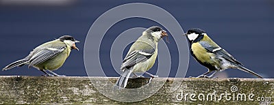 Young birds Stock Photo