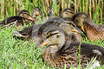 Ducks rest at the lake in the sunshine, Denmark Stock Photo