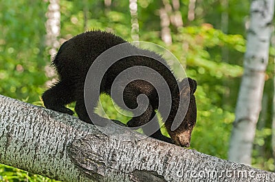 Young Black Bear (Ursus americanus) Climbs Down Branch Stock Photo