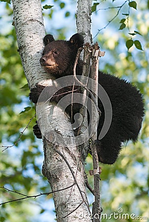 Young Black Bear (Ursus americanus) Clings to Tree Stock Photo