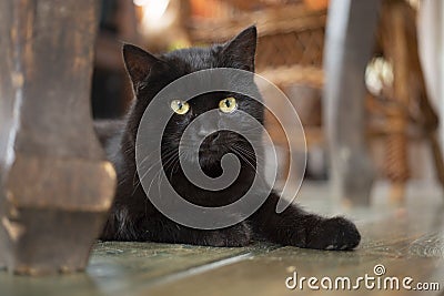 Young black bombay cat with yellow eyes lying on the floor Stock Photo