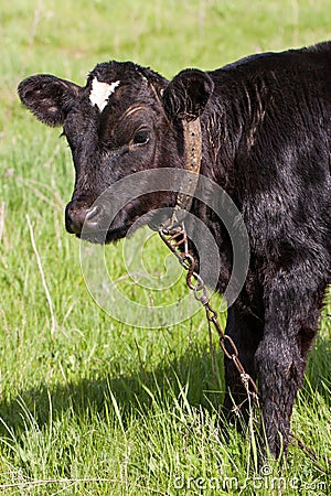 Young black bull grazing on grass in the village Stock Photo